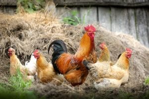 rooster with many hens