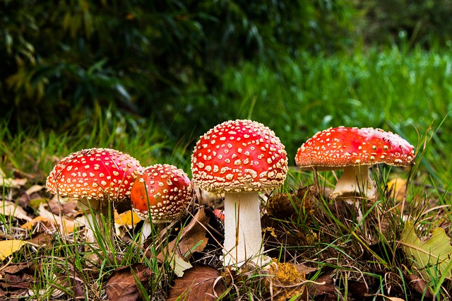 Mushrooms growing in grass