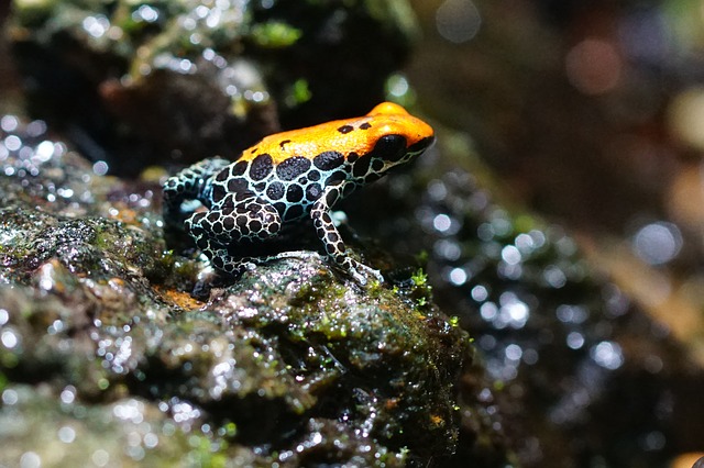 Frog sitting on rock