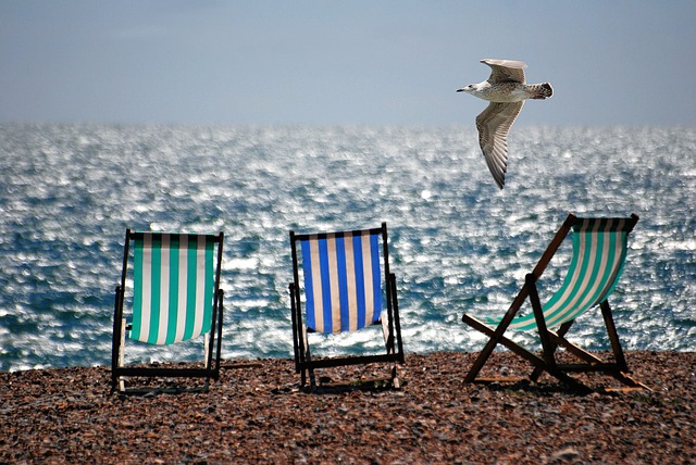 Bird flying over chairs on beach