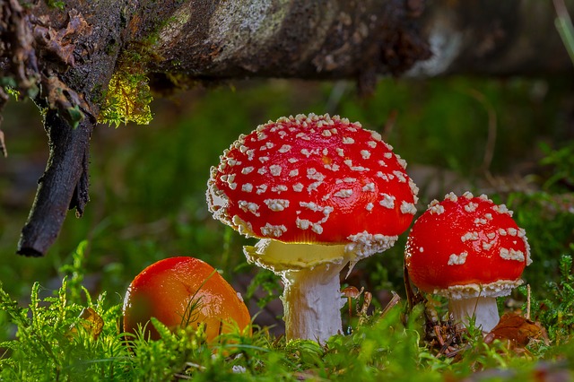 A picture of toxic mushrooms - fly agaric - as a symbol for toxic things that we are taught to avoid.