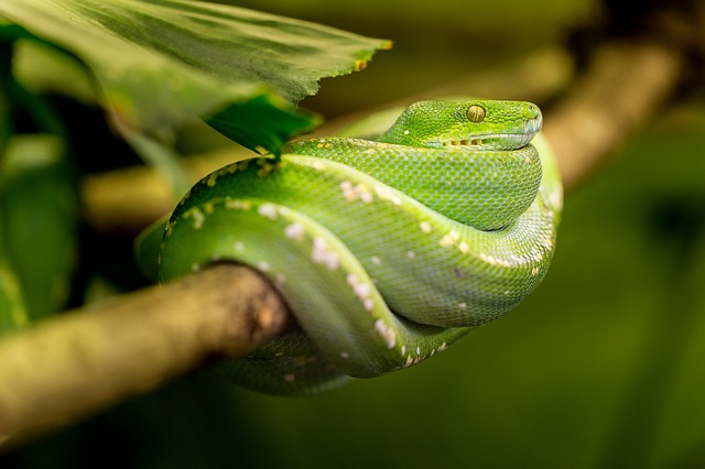A close up of a venomous green snak, coiled up on a branch - a symbol of toxic things we're taught to avoid.