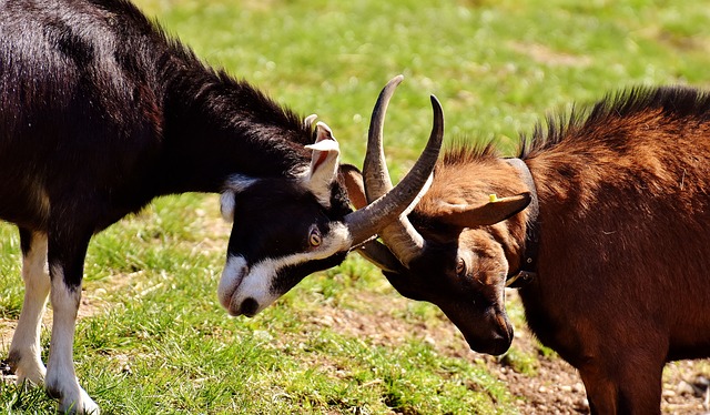 Two goats locking horns in a fight.