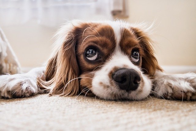 A close up of a small white and brown dog lying on a carpet and looking up at something.