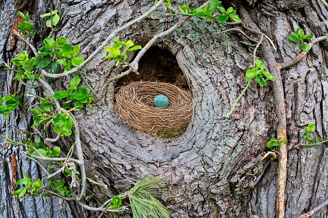 's nest with a blue speckled egg in it, tucked into a hole in a tree.